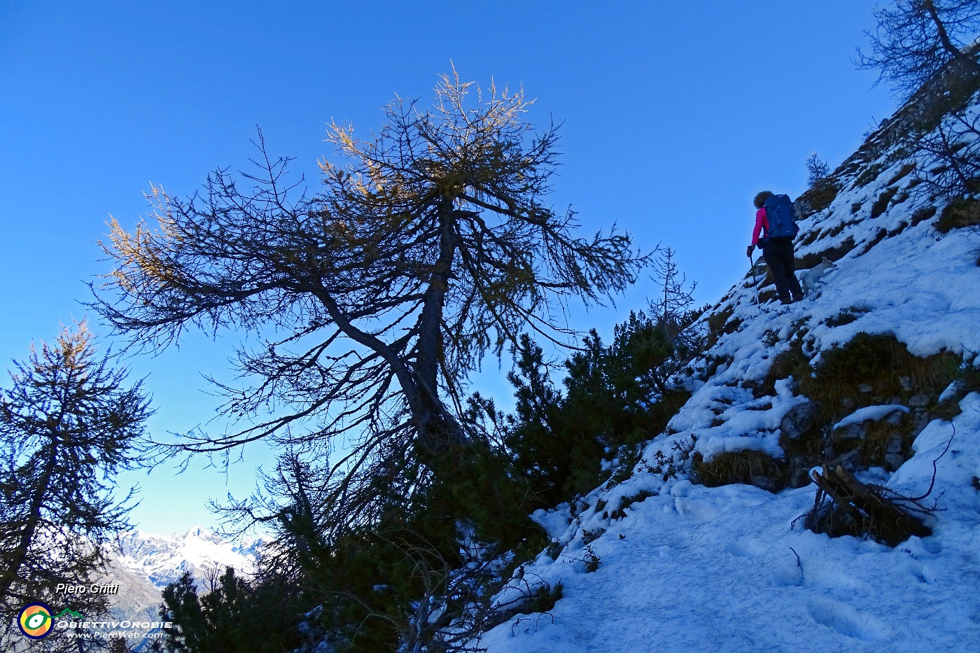 60 Salendo per ripida traccia su neve tra larici secolari verso il Pizzo Badile.JPG -                                